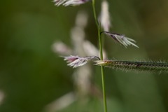 Bouteloua chondrosioides