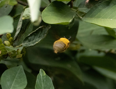 Xylocopa aestuans