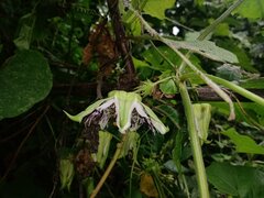 Passiflora adenopoda
