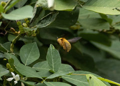 Xylocopa aestuans