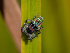 Maratus volans