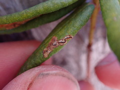 Phyllonorycter ledella