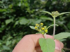 Hymenostephium cordatum