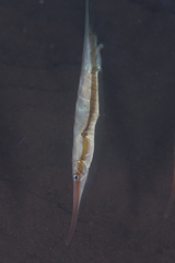Centriscus scutatus