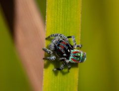 Maratus volans