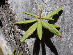 Phyllonorycter ledella