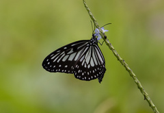 Ideopsis juventa