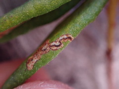 Phyllonorycter ledella
