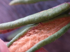 Phyllonorycter ledella