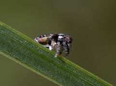 Maratus volans