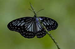 Ideopsis juventa