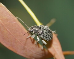 Edusella hirta