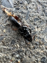 Scarites subterraneus