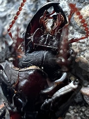 Scarites subterraneus