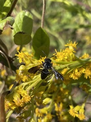 Coelioxys dolichos