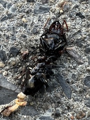 Scarites subterraneus