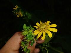 Smallanthus maculatus