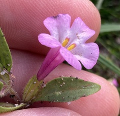 Diplacus torreyi