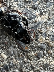 Scarites subterraneus