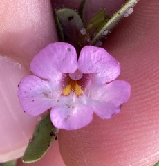 Diplacus torreyi