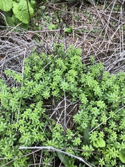 Galium triflorum