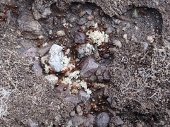 Camponotus sansabeanus