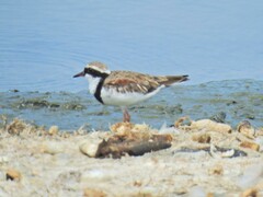 Elseyornis melanops