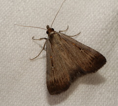 Tathorhynchus fallax