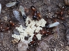 Camponotus sansabeanus
