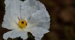 Argemone pleiacantha