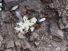 Camponotus sansabeanus