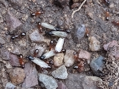 Camponotus sansabeanus