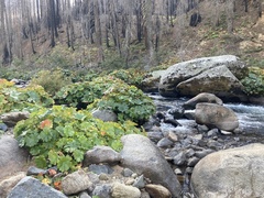 Darmera peltata