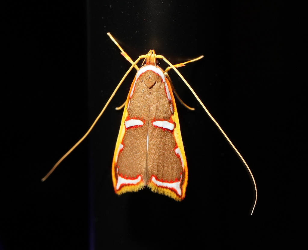 Barantola pulcherrima