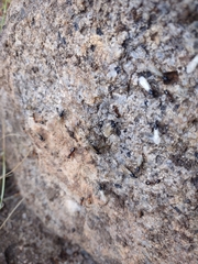 Camponotus sansabeanus