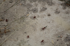 Pogonomyrmex barbatus