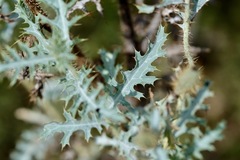 Argemone pleiacantha