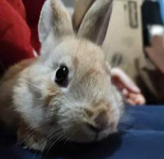 Oryctolagus cuniculus domesticus