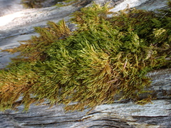 Hypnum circinale