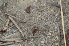 Pogonomyrmex barbatus