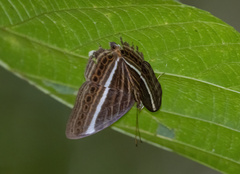 Cyrestis strigata