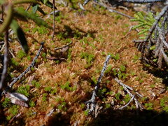 Polytrichum strictum