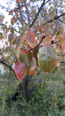 Pyrus calleryana