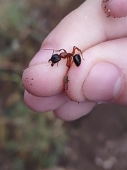 Camponotus sansabeanus