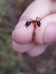 Camponotus sansabeanus