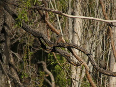 Agelaioides badius