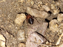 Camponotus sansabeanus