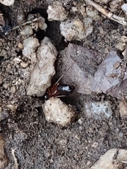 Camponotus sansabeanus
