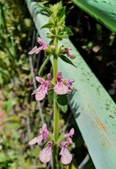 Stachys