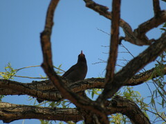 Turdus chiguanco